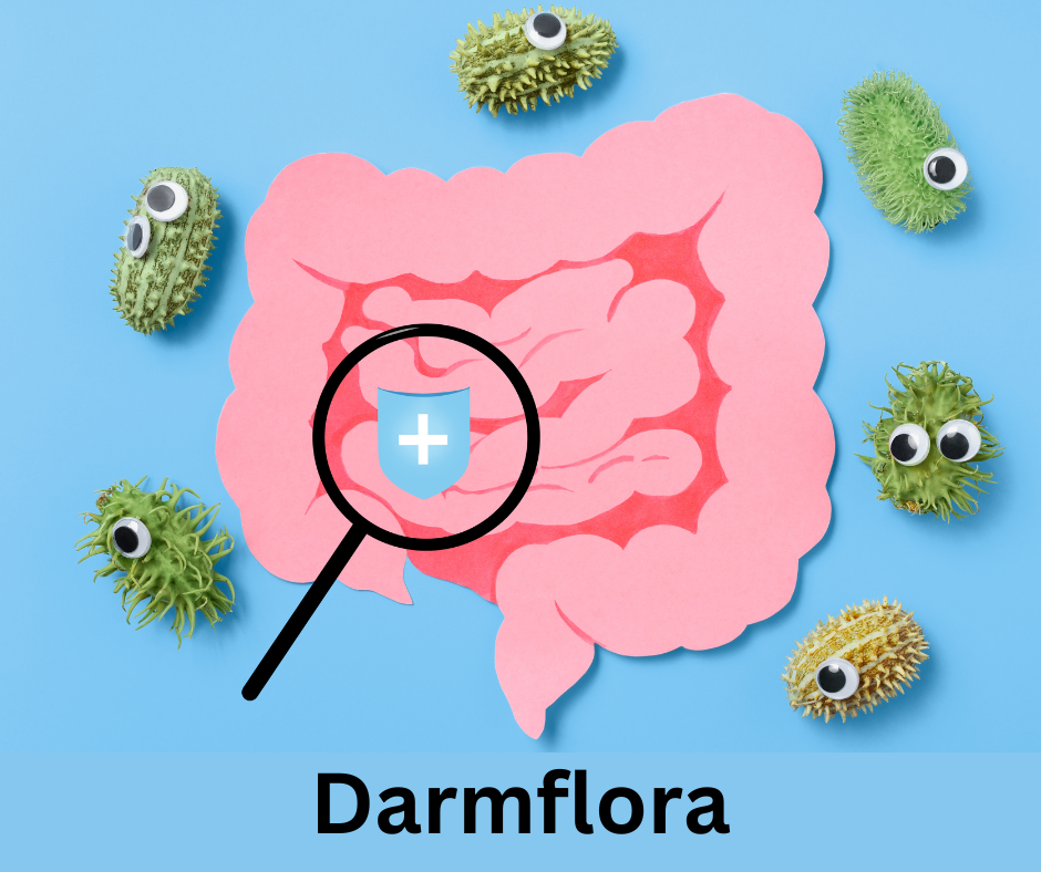 Darm mit Darmbakterien.  Mit dem Schriftzug: Darmflora