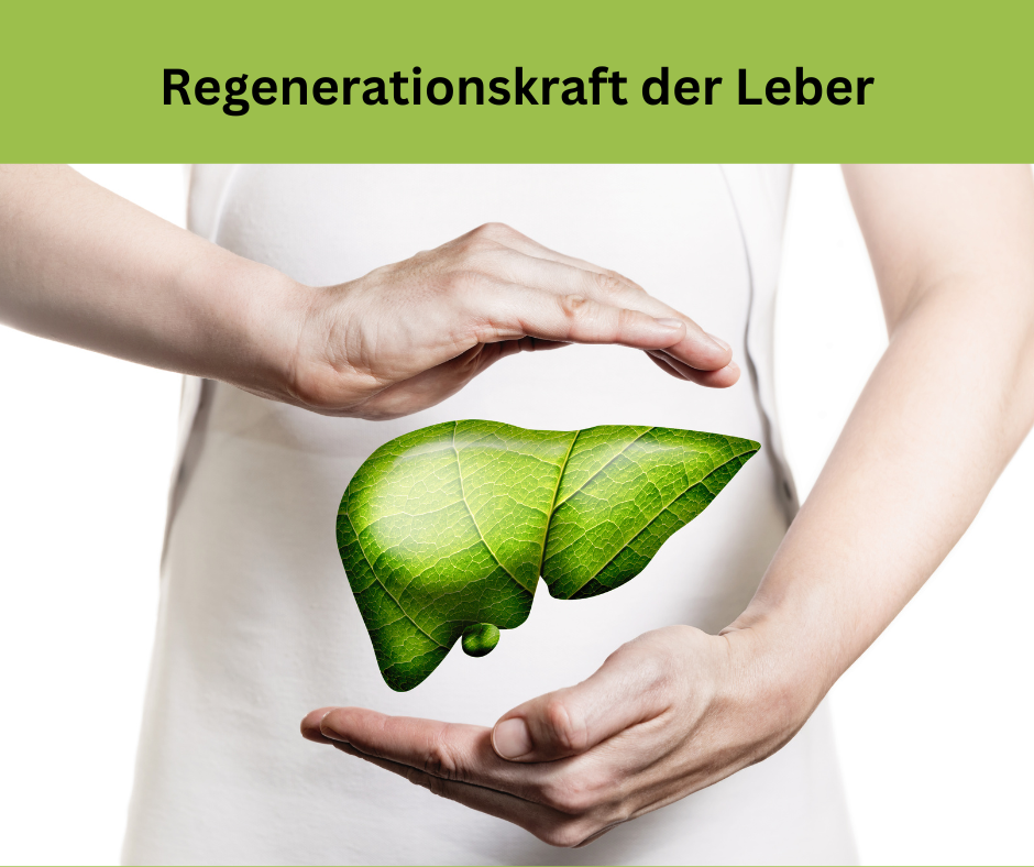 Regenerationskraft der Leber. Ein Mann mit weißem T-shirt hält eine Grüne Leber zwischen den Händen, Zeichen der Lebergesundheit.