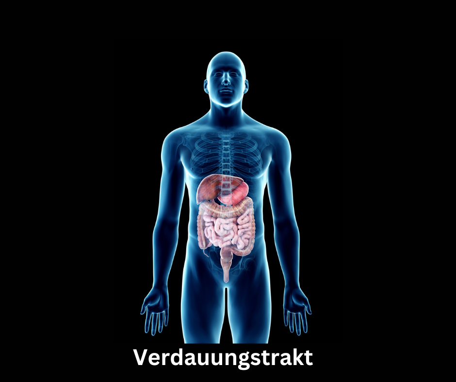 Eine Grafik die ein Mensch da stellt in blau mit sichtbare Gedärme in rosa., auf ein Schwarzer Hintergrund.