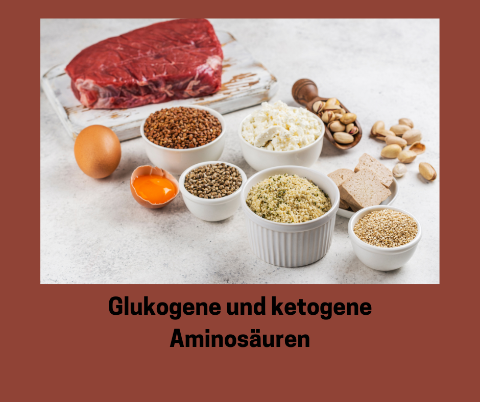 Glukogene und ketogene Aminosäuren