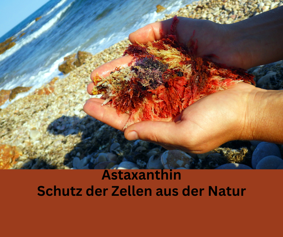 Eine Hand mit Algen. Schriftzug Astaxanthin Schutz der Zellen aus der Natur.