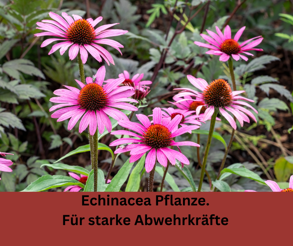 Zeigt eine Echinacea Pflanze in Lila. Schriftzug: Echinacea Pflanze für starke Abwährkräfte.
