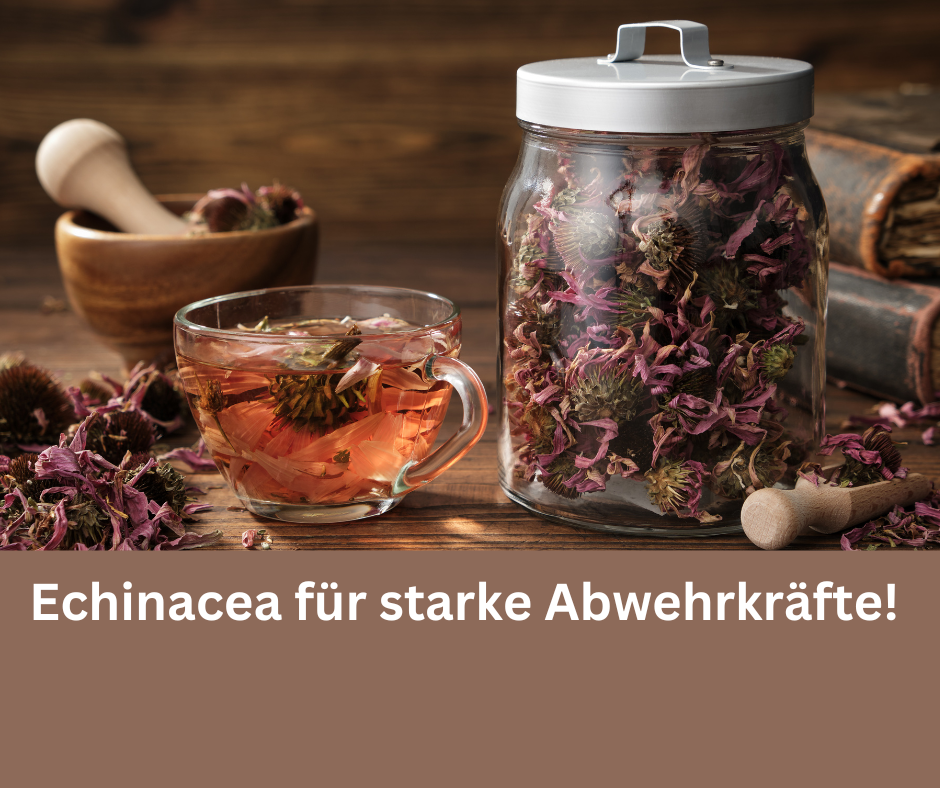 Getrocknete Echinacea Blüten. Schriftzug: Echinacea für starke Abwehrkräfte.